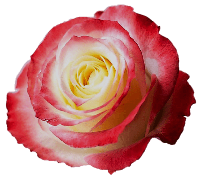 Roses Bi - Color Pink Cabaret 40 Cm