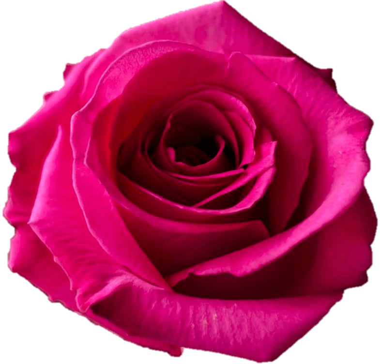Roses Cotton Candy Medium Pink 50 Cm