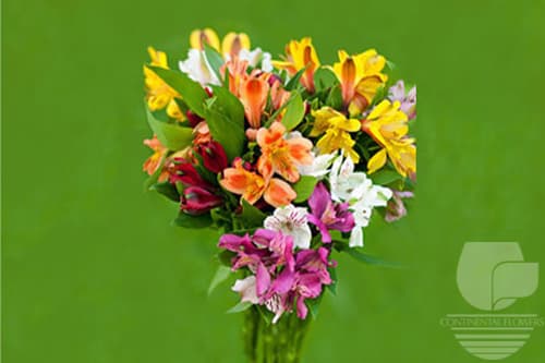 Alstroemerias - Assorted Select