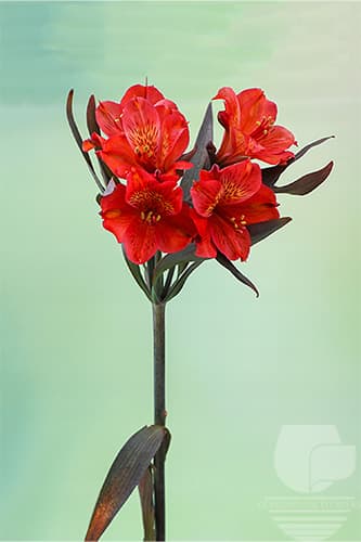Alstroemerias Tinted Dark Orange Super Select