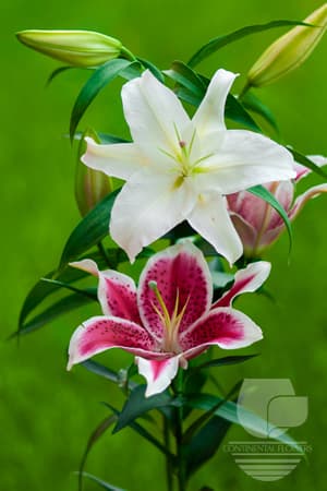 LILY ORIENTAL ORIENTAL ASSORTED 35B