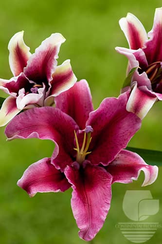 Lily Oriental Sorbonne Pink 35b