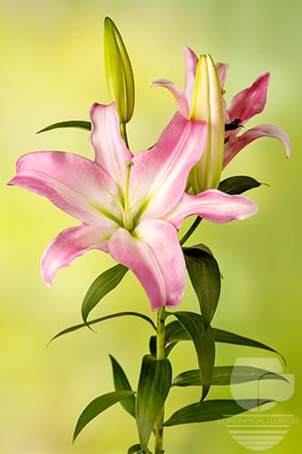 Lily Oriental Table Dance Pink 35b