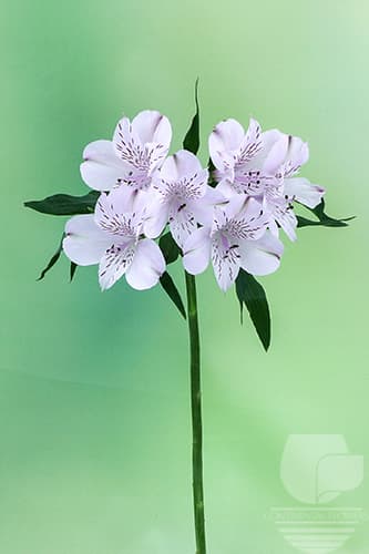Alstroemerias Napoleon Lavender Select