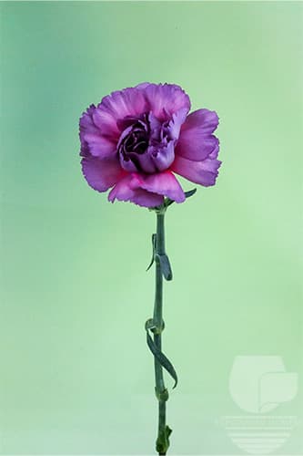 Carnations Zafiro Purple Select