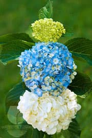 Hydrangeas - Wht/blu/green Xxx