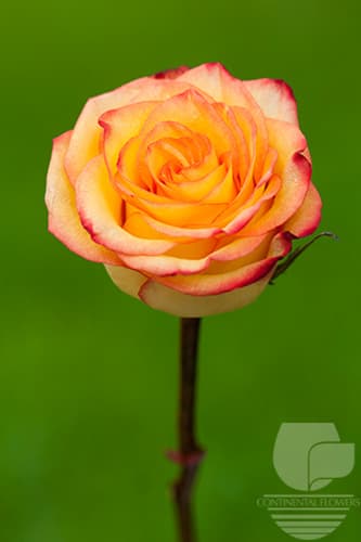 ROSES HIGH AND MAGIC YELLOW BICOLOR 60C