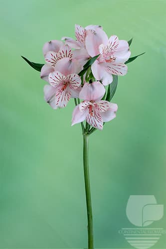 Alstroemerias Canyon Peach Select