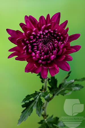 Cremones Andrea Purple Xxx