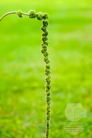 Amaranthus Hanging Green 50c