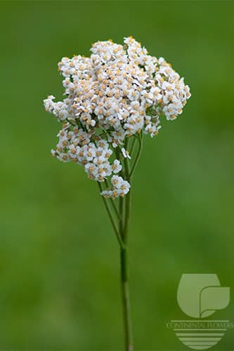 Achilea Mix White Select