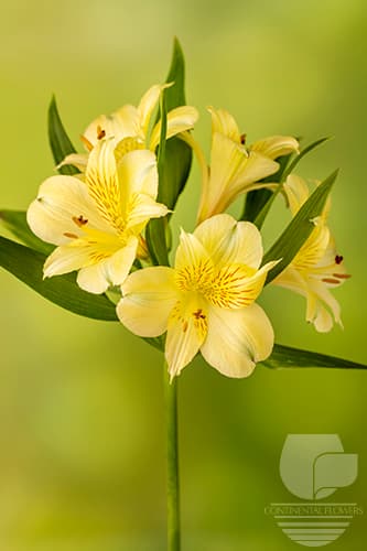 Alstroemerias Cheesecake Yellow Select