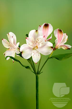 ALSTROEMERIAS CHAMPAGNE PEACH SUPER SELECT