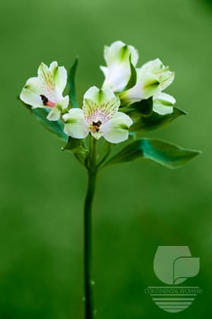 Alstroemerias Greenday Green Super Select