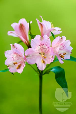 Alstroemerias Prima Donna Pink Premium