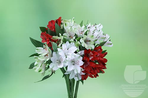 Alstroemerias Seasonal Christmas Pack Select