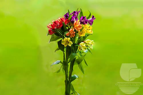 Alstroemerias Seasonal Fall Pack Fancy