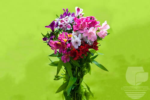 Alstroemerias Seasonal Valentine Pack Super Select