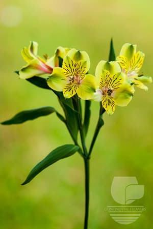 ALSTROEMERIAS SHAKIRA GREEN FANCY