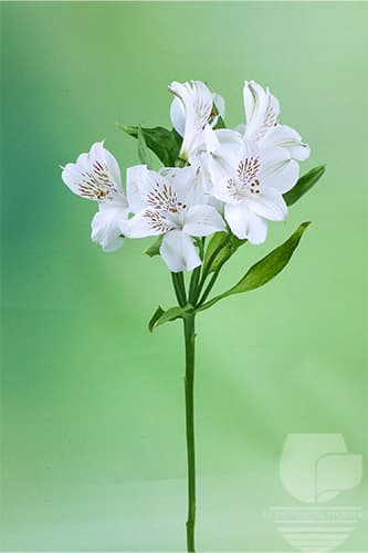 Alstroemerias Whistler White Premium