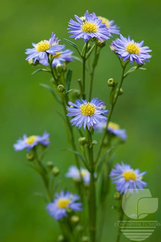Asters Monarch Purple Xxx