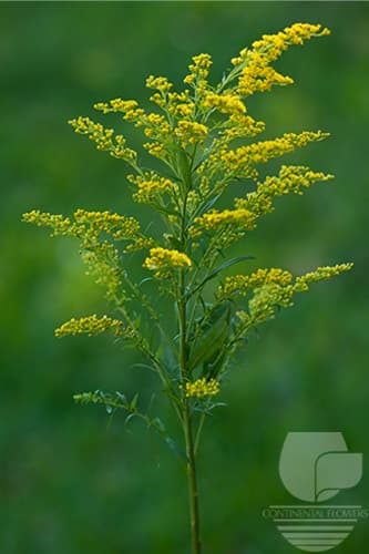 ASTERS SOLIDAGO YELLOW XXX