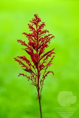 Asters Solidago Tinted Red Xxx