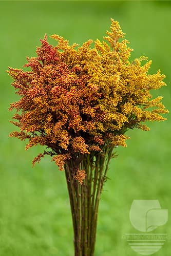 Asters Solidago Tinted Red/orange Xxx
