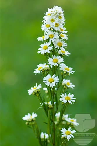 Asters Sun Sprint White Xxx