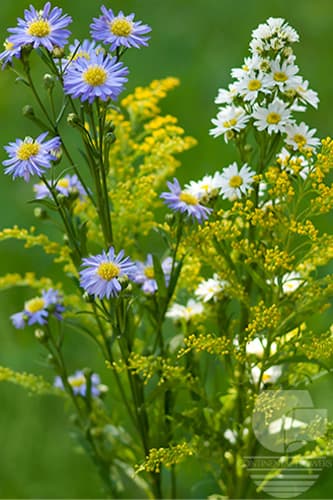 Asters - Assorted Xxx