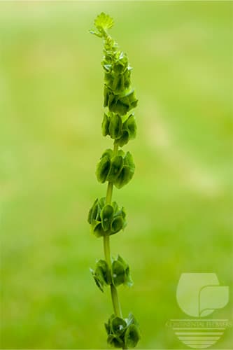 BELLS OF IRELAND MIX GREEN 80C