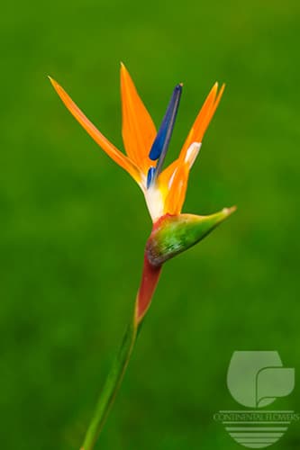 BIRDS OF PARADISE MIX ORANGE 80C
