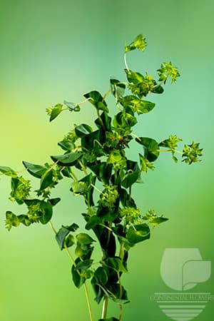 BUPLEURUM - GREEN 70C