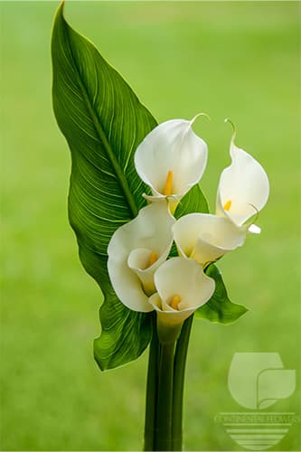 CALLA BOUQUET WHITE 05S