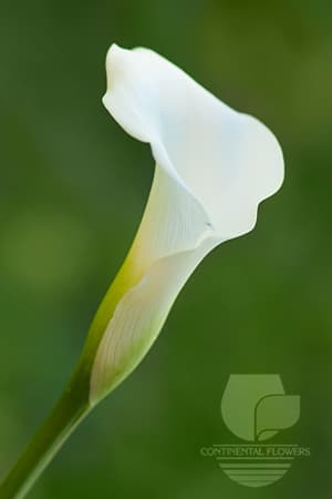 CALLAS CRYSTAL BLUSH WHITE 50C
