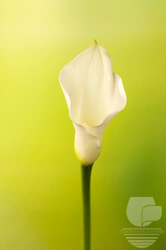 CALLAS CRYSTAL WHITE WHITE 50C