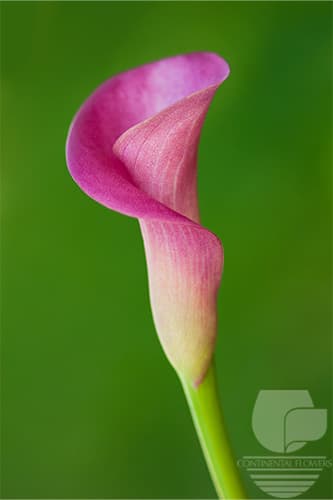 CALLA GARNET GLOW DARK PINK 50C