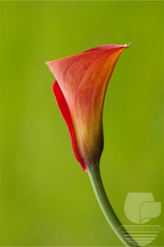 CALLA MANGO ORANGE 50C