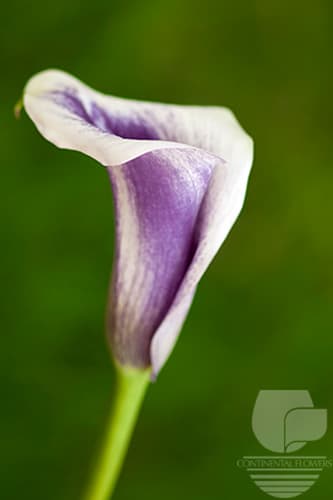 CALLA PICASSO BICOLOR 50C