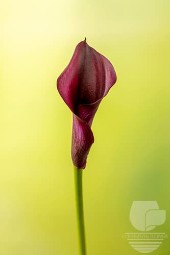 Calla Schwarzwalder Black 50c