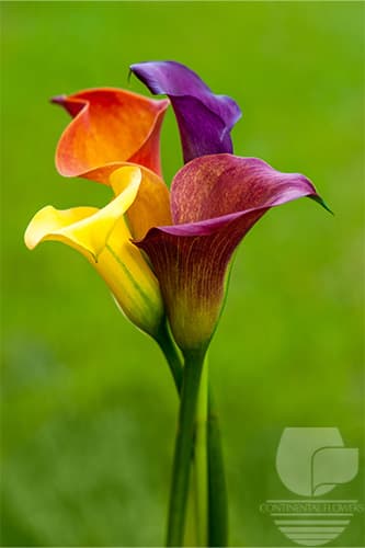 Calla Seasonal Fall Pack 50c