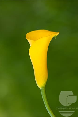 Callas Sunshine Yellow 50c