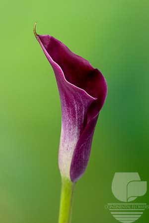 Calla Sumatra Burgundy 50c
