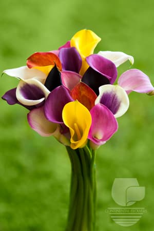 CALLA - ASSORTED 50C
