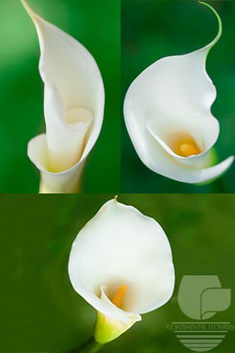 CALLA - WHITE PREMIUM