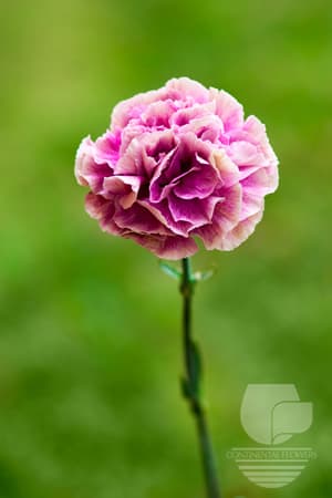 Carnations Antigua Bicolor Select