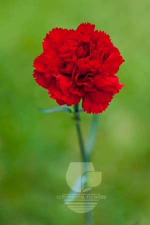 Carnations Don Pedro Red Fancy