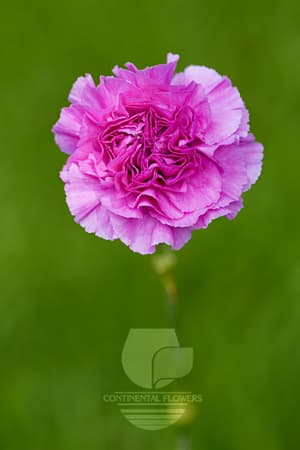 Carnations Farida Lilac Fancy