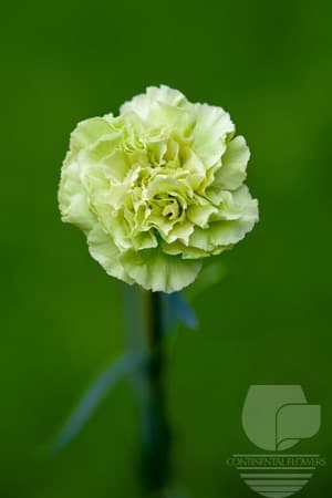 Carnations Green Prado Mint Green Fancy