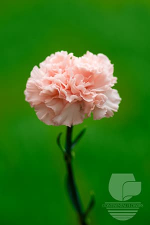 Carnations Pink Candy Peach Select